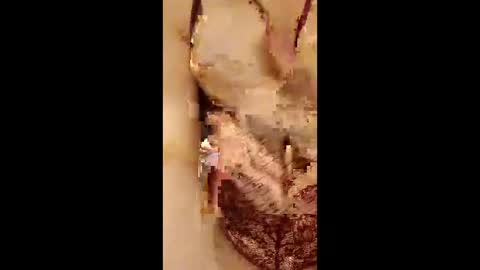 954girl online show from 04-18-26, 02:37