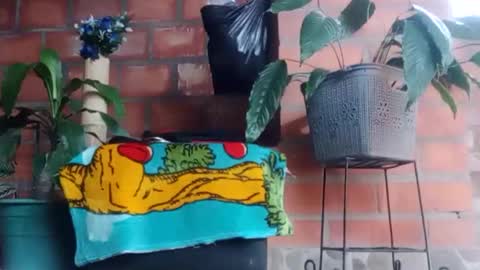 _tarek_ online show from 10-24-25, 10:17