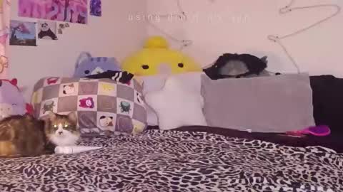 amia mia online show from 01-14-26, 07:58