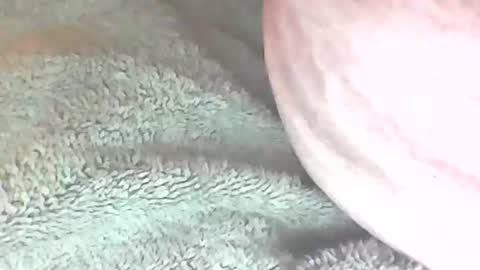 analhunter33 online show from 02-06-25, 12:22