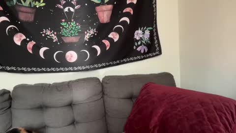 Snapshot of aria_fields_ chatting on 12-04-24, 05:33 Aria Fields online show from 12-04-24, 05:33