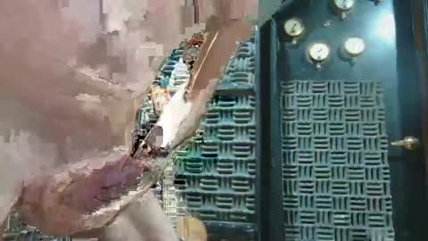 aussieraz online show from 12-16-24, 07:00