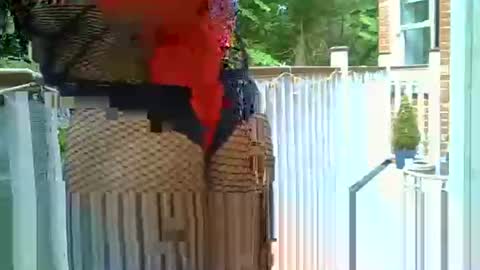 azole556 online show from 05-14-26, 03:19