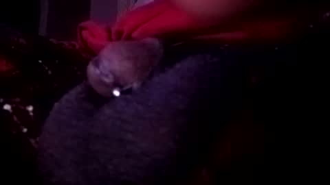 Snapshot of bcfalcon69 chatting on 05-14-26, 02:51 bcfalcon69 online show from 05-14-26, 02:51