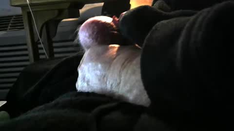 bear4146 online show from 12-06-24, 03:33