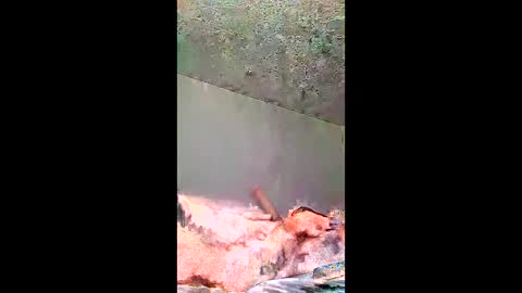 bigernine online show from 01-10-26, 11:23