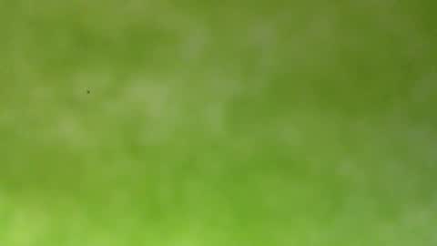 bonershow online show from 01-18-26, 04:22