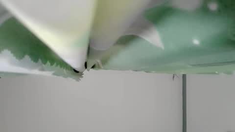 Snapshot of bongga_kaday chatting on 09-09-25, 02:33 bongga_kaday online show from 09-09-25, 02:33