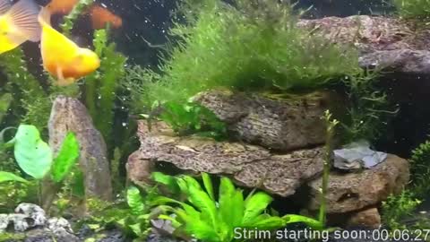 Snapshot of booker_baxton chatting on 12-03-24, 04:03 Booker Baxton online show from 12-03-24, 04:03