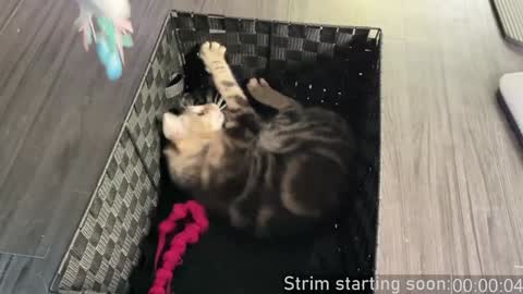 Snapshot of booker_baxton chatting on 12-04-24, 04:10 Booker Baxton online show from 12-04-24, 04:10