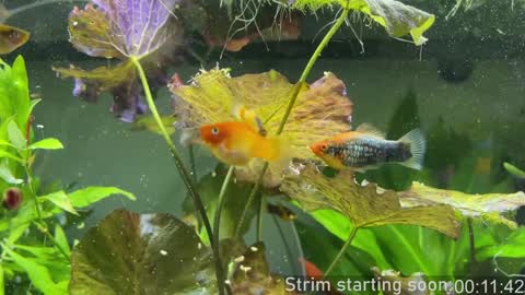 Snapshot of booker_baxton chatting on 01-02-25, 03:58 Booker Baxton online show from 01-02-25, 03:58