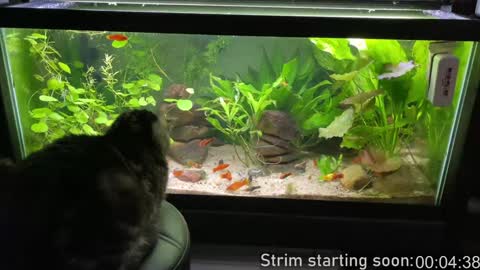 Snapshot of booker_baxton chatting on 02-09-25, 04:04 Booker Baxton online show from 02-09-25, 04:04