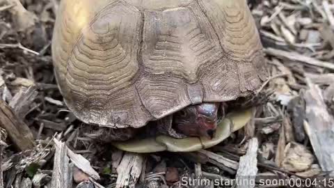 Snapshot of booker_baxton chatting on 03-09-25, 04:05 Booker Baxton online show from 03-09-25, 04:05