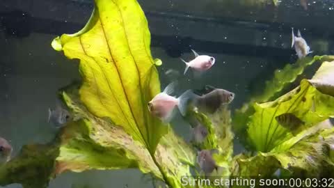 Snapshot of booker_baxton chatting on 10-15-25, 03:06 Booker Baxton online show from 10-15-25, 03:06