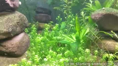 Snapshot of booker_baxton chatting on 10-19-25, 03:07 Booker Baxton online show from 10-19-25, 03:07