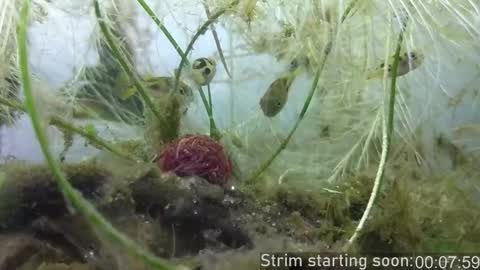 Snapshot of booker_baxton chatting on 10-24-25, 03:03 Booker Baxton online show from 10-24-25, 03:03