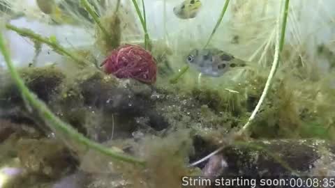 Snapshot of booker_baxton chatting on 11-06-25, 04:02 Booker Baxton online show from 11-06-25, 04:02