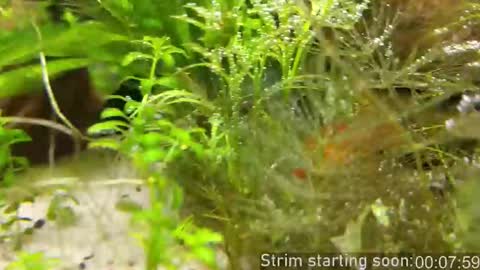 Snapshot of booker_baxton chatting on 11-14-25, 04:00 Booker Baxton online show from 11-14-25, 04:00