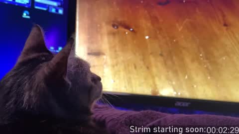 Snapshot of booker_baxton chatting on 11-16-25, 04:07 Booker Baxton online show from 11-16-25, 04:07