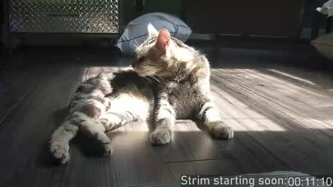 Snapshot of booker_baxton chatting on 12-02-25, 03:56 Booker Baxton online show from 12-02-25, 03:56