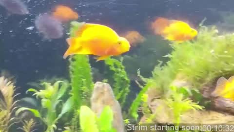 Booker Baxton online show from 02-27-26, 04:01