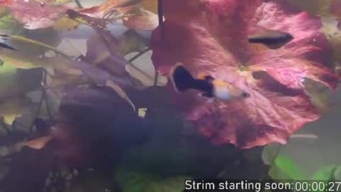 Snapshot of booker_baxton chatting on 06-20-26, 03:09 Booker Baxton online show from 06-20-26, 03:09