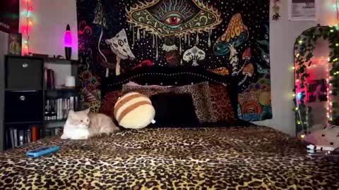 Puddin online show from 12-28-24, 03:26