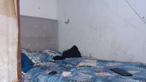 brianadollts1 online show from 04-12-26, 10:04