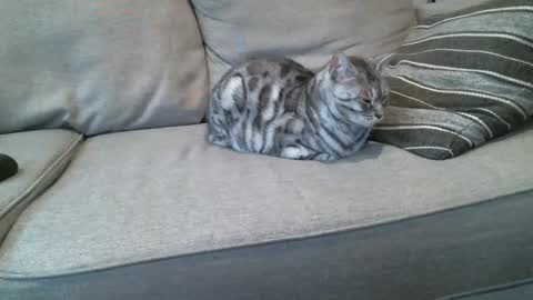 Buck online show from 01-08-25, 04:22