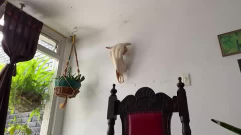 Snapshot of camille_delrey chatting on 10-31-25, 06:42 Camille online show from 10-31-25, 06:42