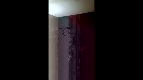 Roxy and Royce online show from 03-22-26, 07:34