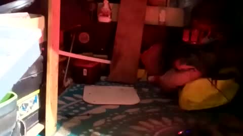 HeyTurkeyBoy online show from 01-23-25, 09:39