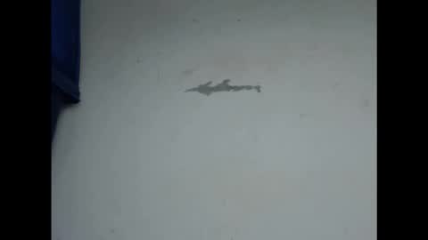 cornxcunt online show from 02-11-26, 04:56