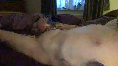 Snapshot of daddymoans4u chatting on 12-11-24, 08:15 daddymoans4u online show from 12-11-24, 08:15