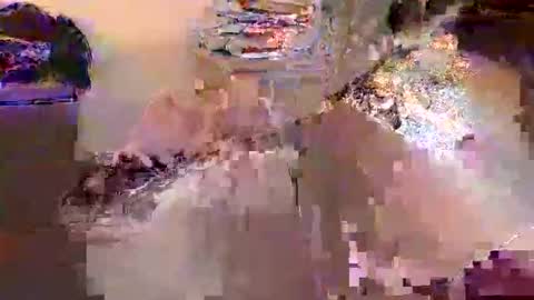 dafo1980 online show from 04-17-26, 12:30