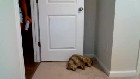 Snapshot of danibrass1 chatting on 07-07-26, 01:04 DaniBrass1 online show from 07-07-26, 01:04