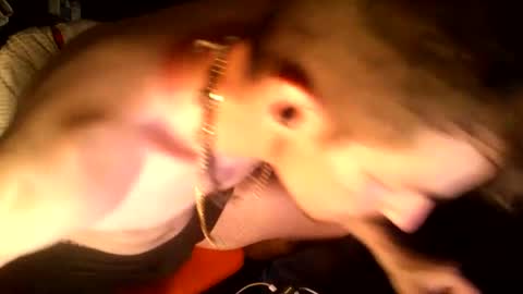 dogchain4444149311 online show from 06-12-26, 10:03