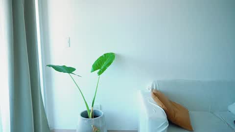 Donatella online show from 03-26-26, 11:27