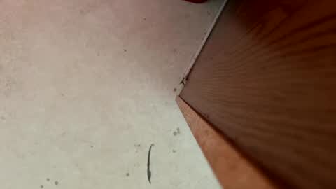 dragonman1219 online show from 01-13-25, 05:44