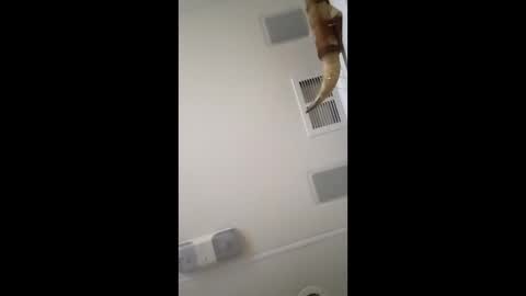 dtrain6969420 online show from 02-03-26, 06:40