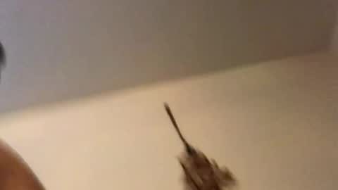 ducebabydee online show from 02-18-26, 11:11