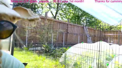 Snapshot of ells_palace chatting on 06-03-26, 02:19 Ella Bella Bo Bella online show from 06-03-26, 02:19