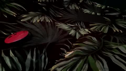 Snapshot of eva_starxxxxx chatting on 09-14-25, 06:45 Eva online show from 09-14-25, 06:45