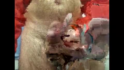 flippe64 online show from 02-05-25, 10:08