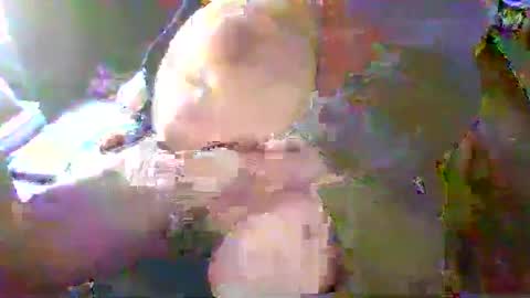 Snapshot of forestcat69 chatting on 01-18-25, 05:15 Terry Bangcock online show from 01-18-25, 05:15