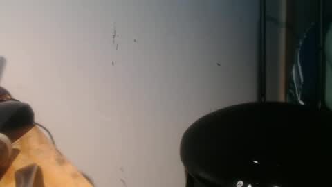 forestnymphpdx online show from 01-30-25, 09:04