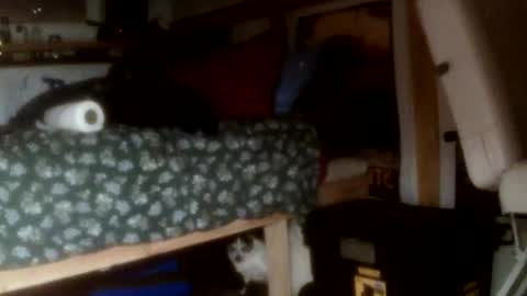 forestnymphpdx online show from 11-14-25, 09:30