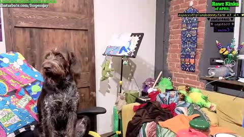   Jaywise Frogfoot  online show from 04-11-26, 08:13