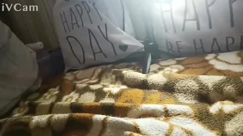 gatodes6116291 online show from 10-30-25, 05:35