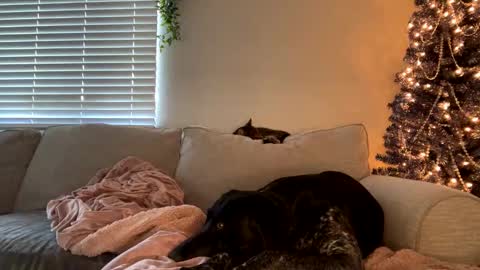 Snapshot of goddessmayvn chatting on 12-12-24, 11:47 GoddessMayvn online show from 12-12-24, 11:47